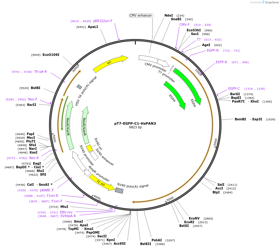 37374-plasmid-map-sequence-id-47079