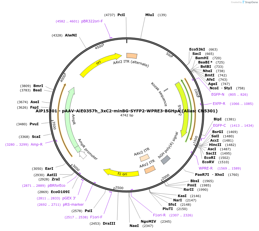 230513-plasmid-map-sequence-id-470792