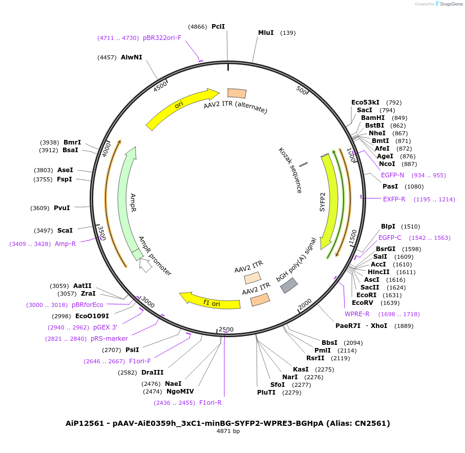 230437-plasmid-map-sequence-id-470805