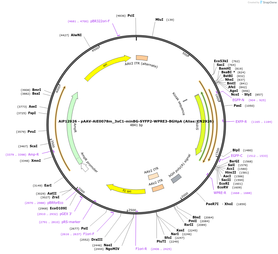230442-plasmid-map-sequence-id-470812