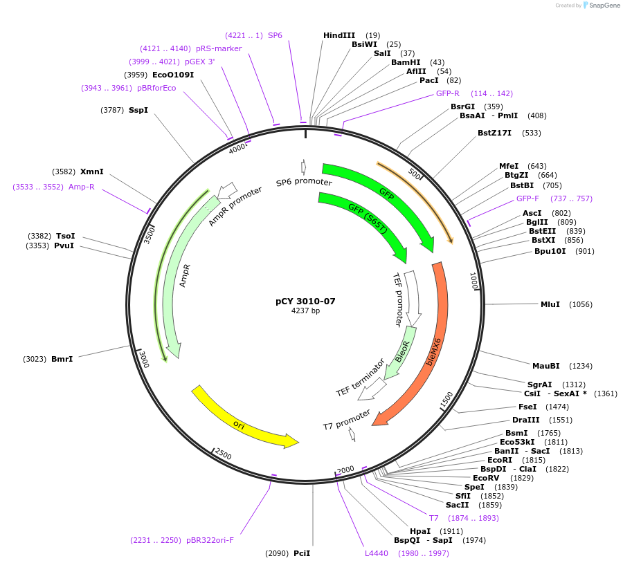 36212-plasmid-map-sequence-id-47082