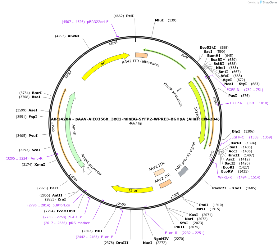 230485-plasmid-map-sequence-id-470849