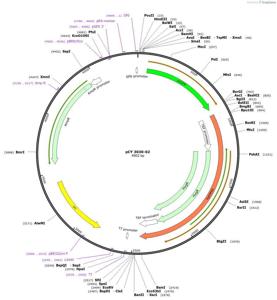 36215-plasmid-map-sequence-id-47085