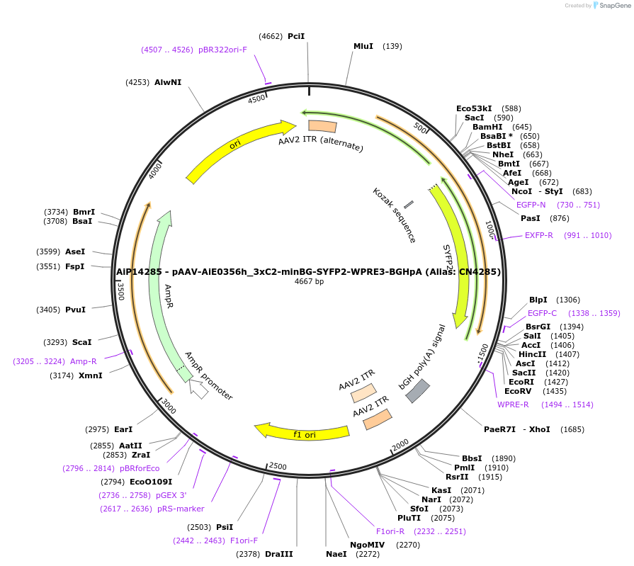230486-plasmid-map-sequence-id-470852