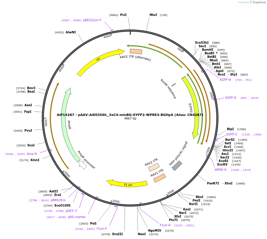 230487-plasmid-map-sequence-id-470856