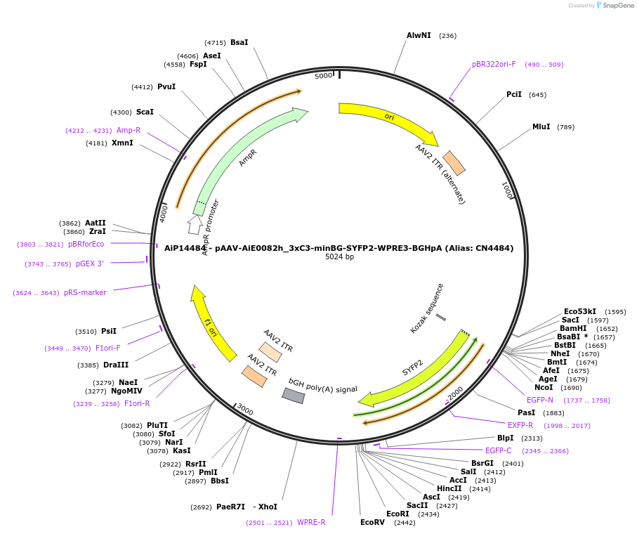 230490-plasmid-map-sequence-id-470864