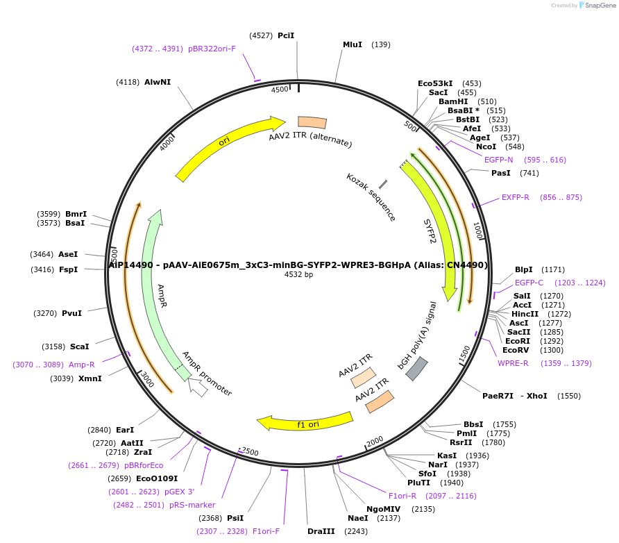 230493-plasmid-map-sequence-id-470873