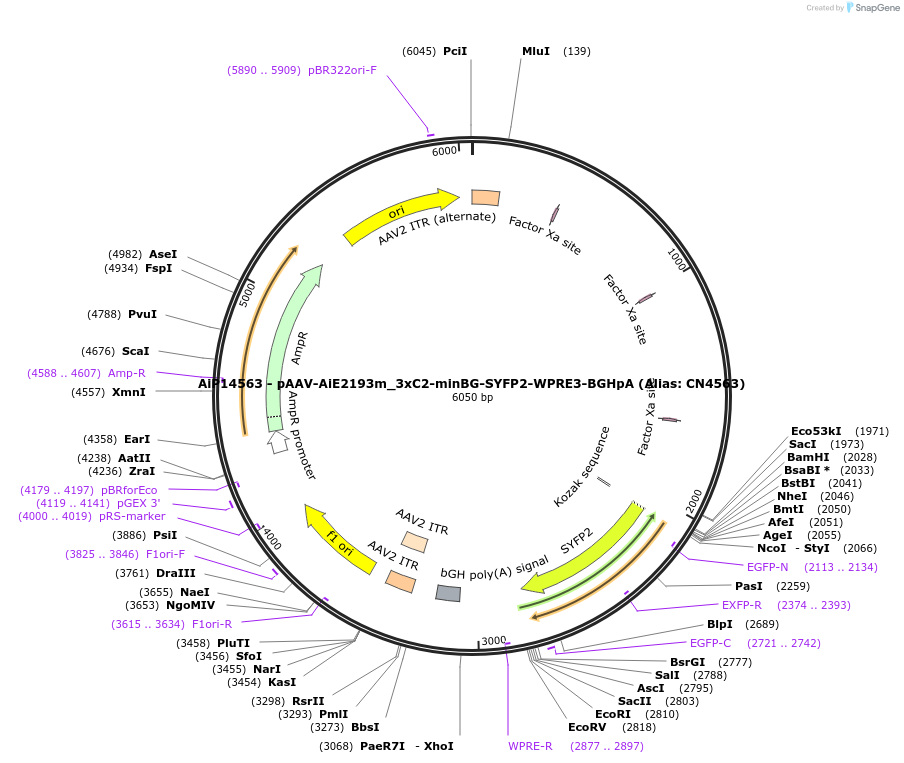 230494-plasmid-map-sequence-id-470876