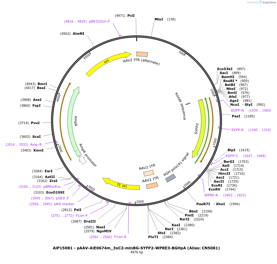 230500-plasmid-map-sequence-id-470883