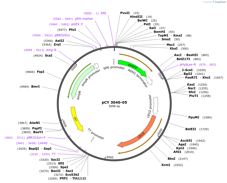 36220-plasmid-map-sequence-id-47089