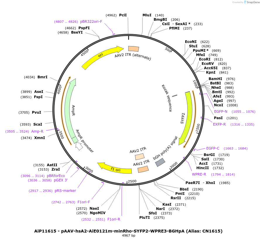 230423-plasmid-map-sequence-id-470905