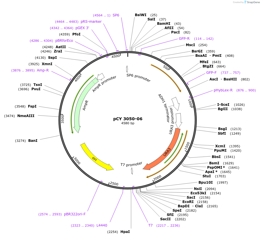 36222-plasmid-map-sequence-id-47091