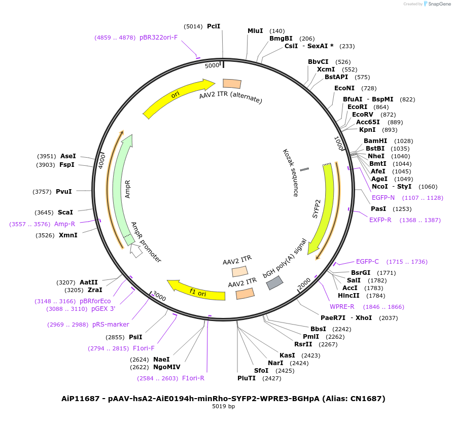 230427-plasmid-map-sequence-id-470911