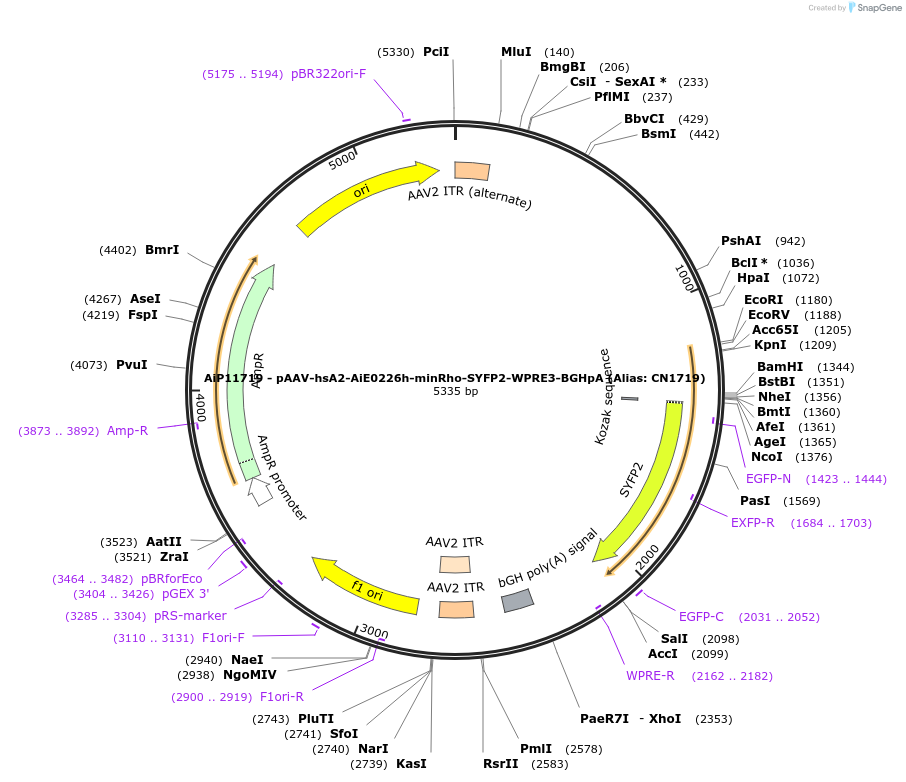 230429-plasmid-map-sequence-id-470915
