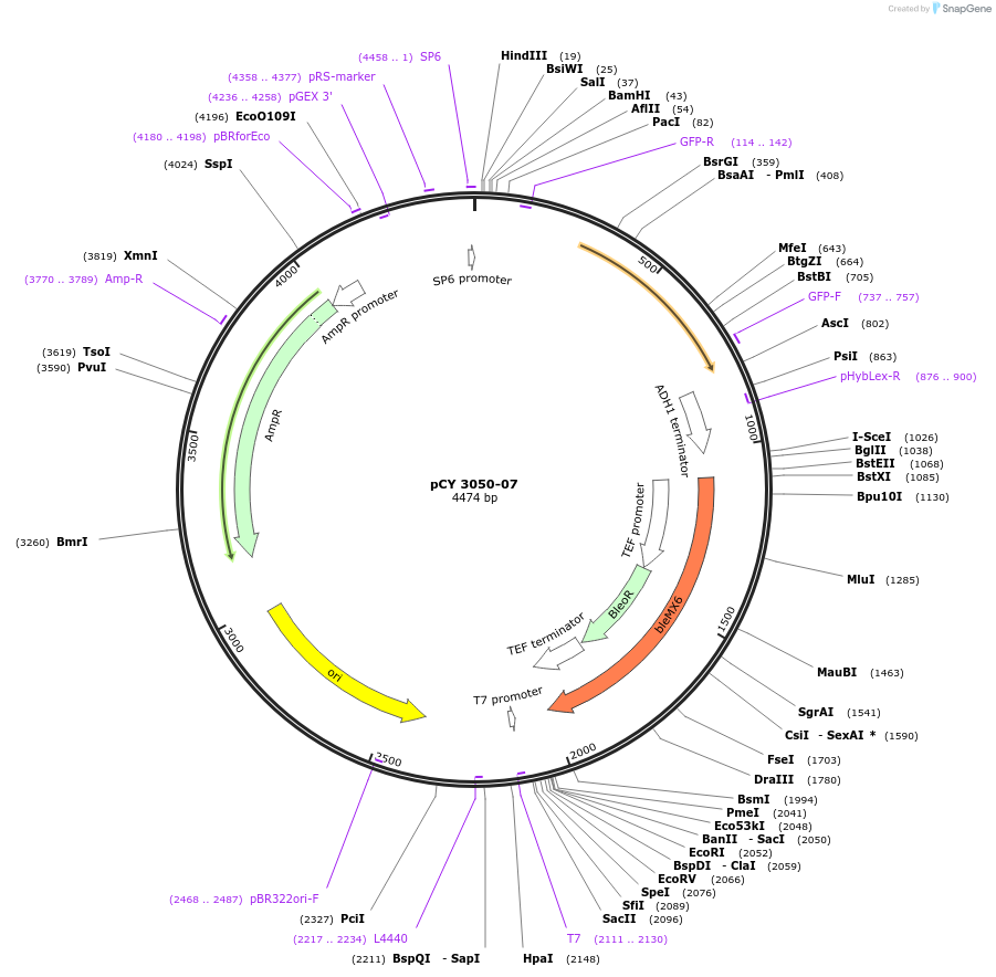36223-plasmid-map-sequence-id-47092