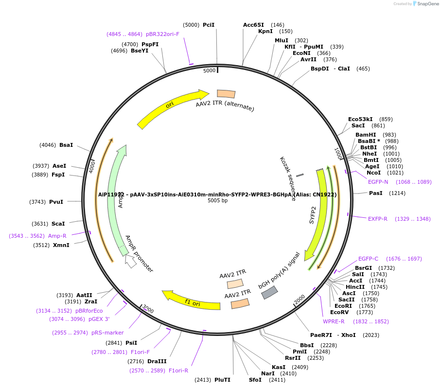 230433-plasmid-map-sequence-id-470924