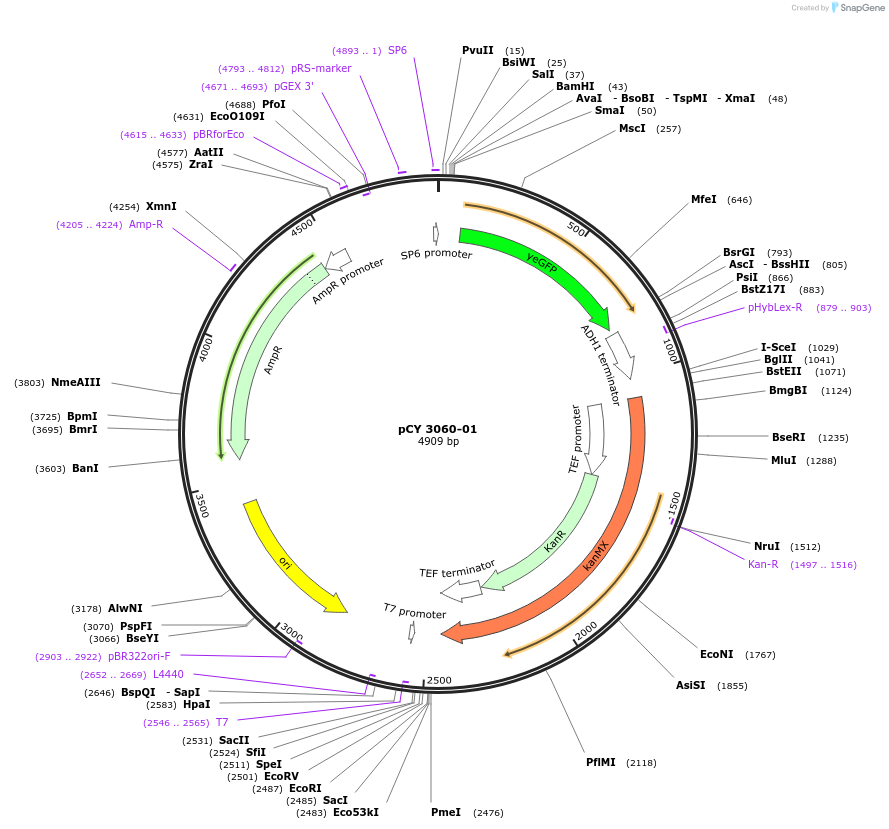 36224-plasmid-map-sequence-id-47093