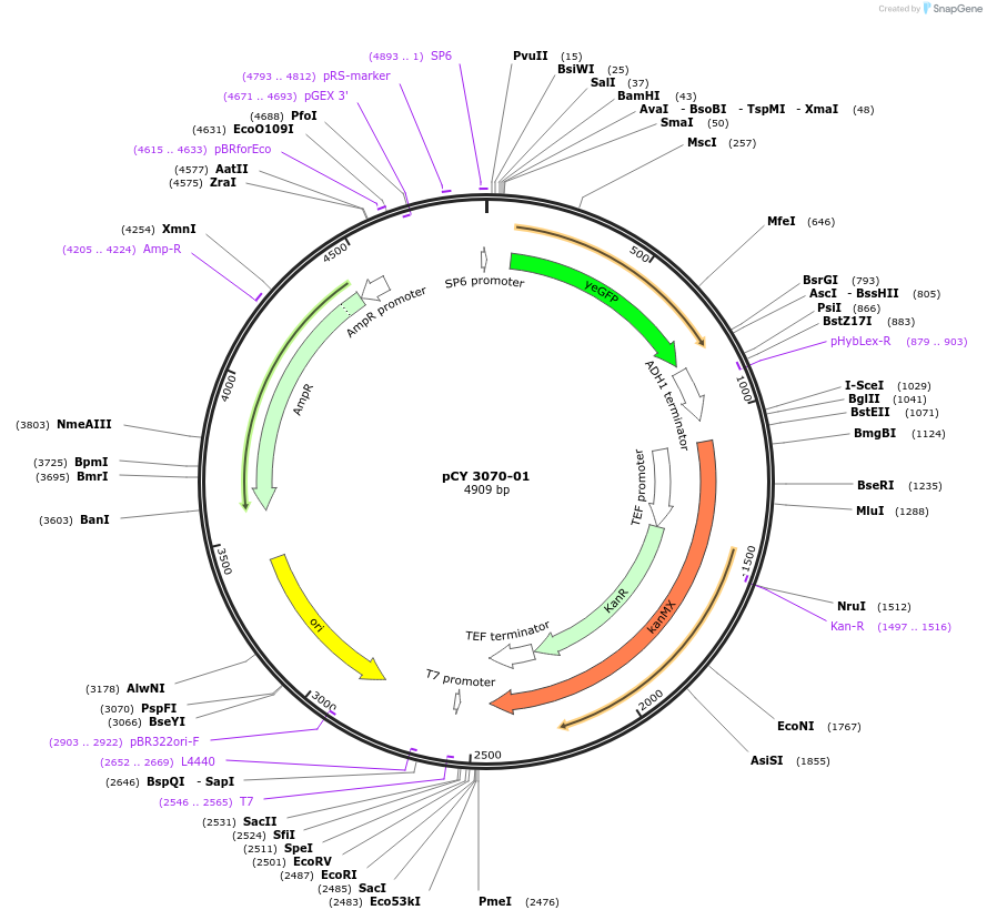 36225-plasmid-map-sequence-id-47094