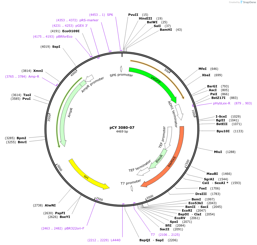 36227-plasmid-map-sequence-id-47096