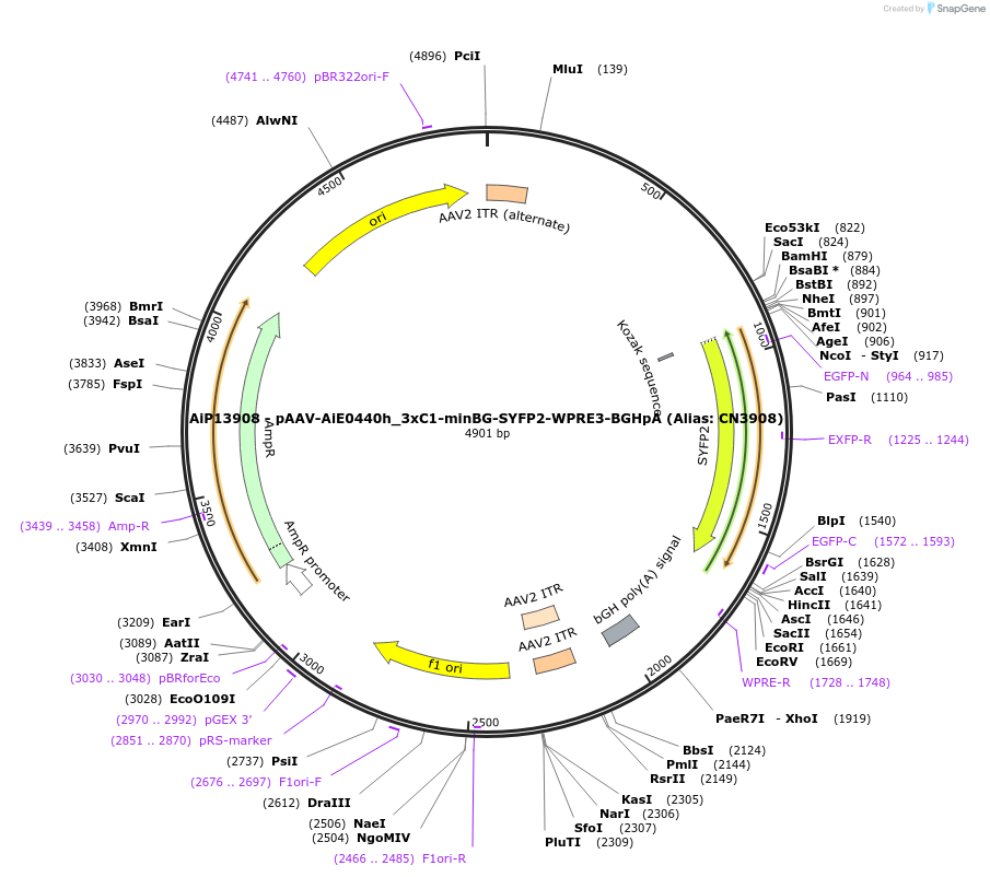 230471-plasmid-map-sequence-id-470971