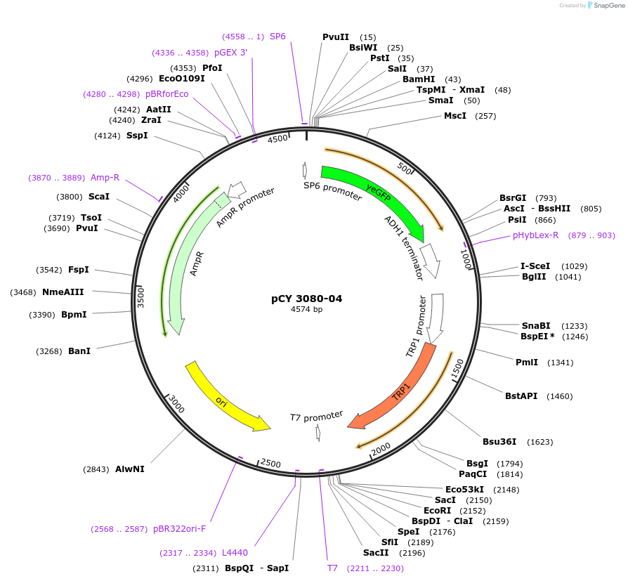 36228-plasmid-map-sequence-id-47098