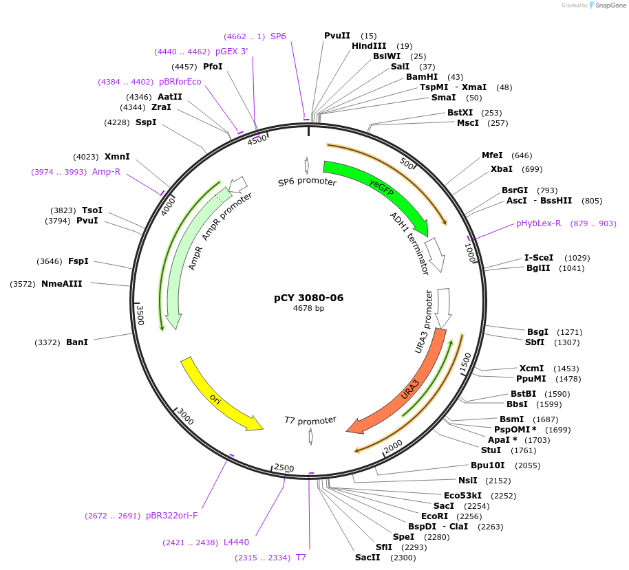 36230-plasmid-map-sequence-id-47100