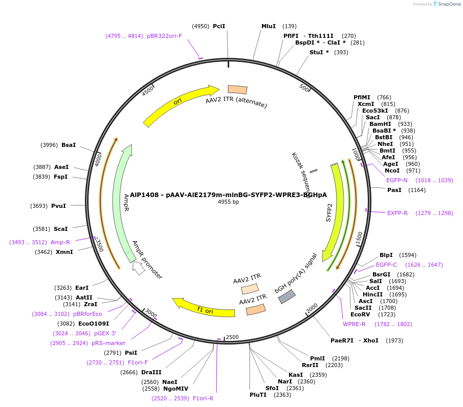 230648-plasmid-map-sequence-id-471002