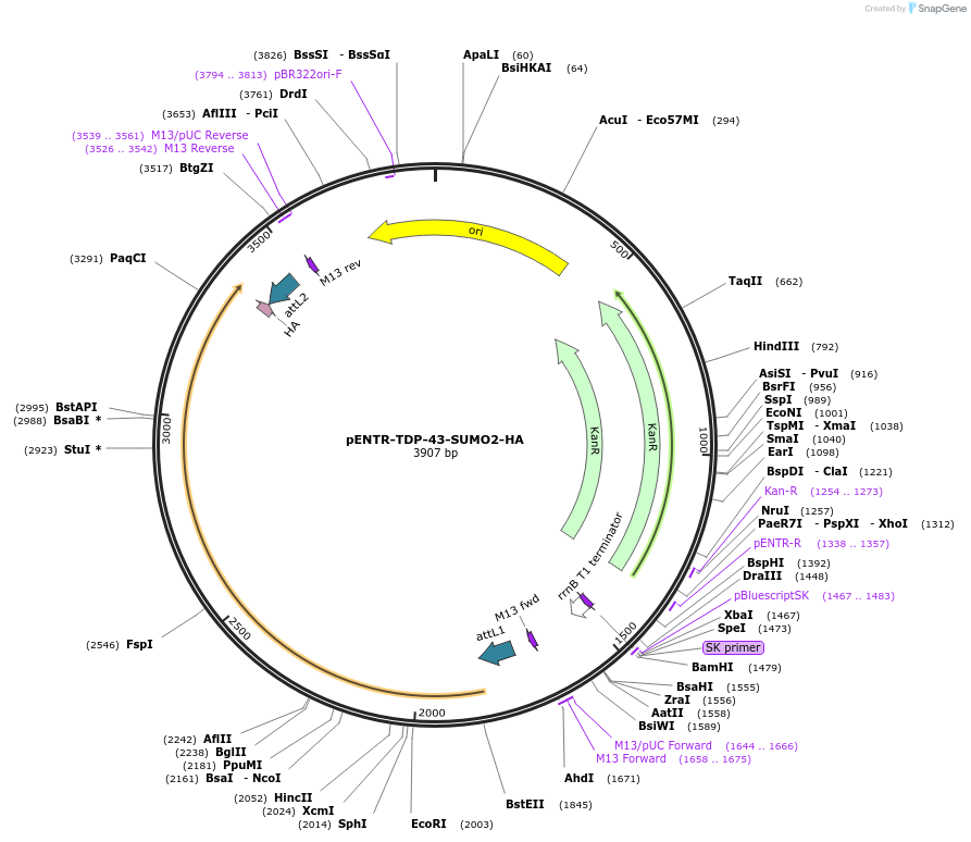 235500-plasmid-map-sequence-id-471008