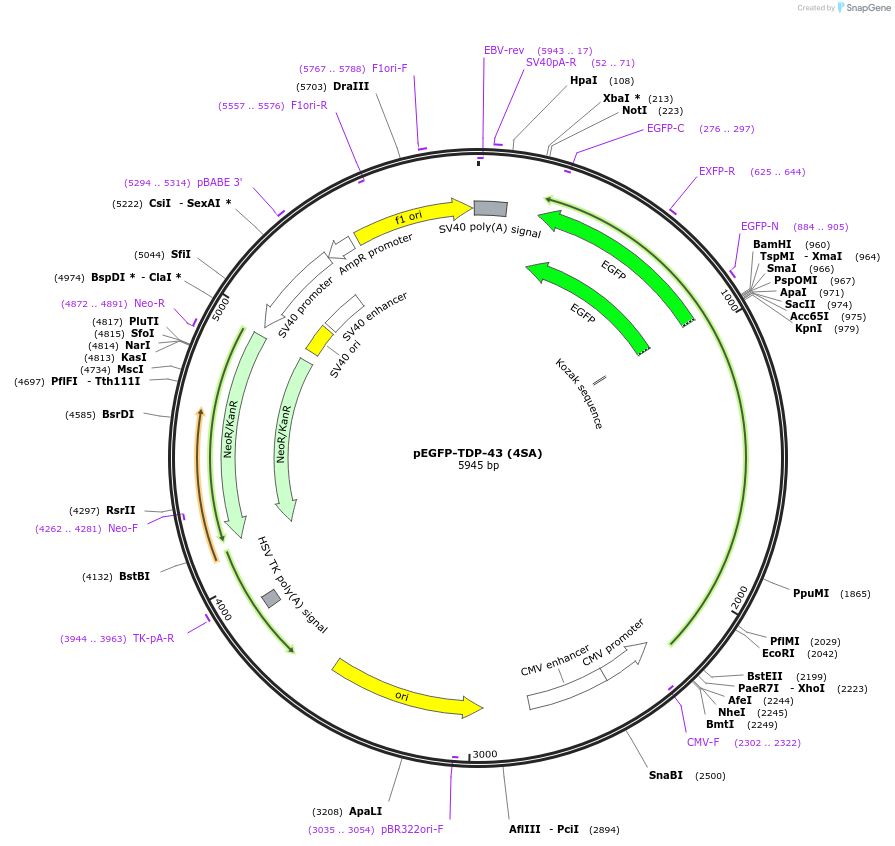 235499-plasmid-map-sequence-id-471010