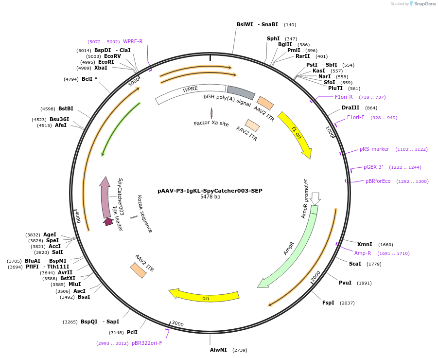 234541-plasmid-map-sequence-id-471017