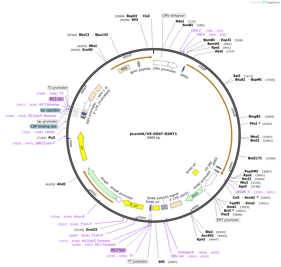 40124-plasmid-map-sequence-id-471036