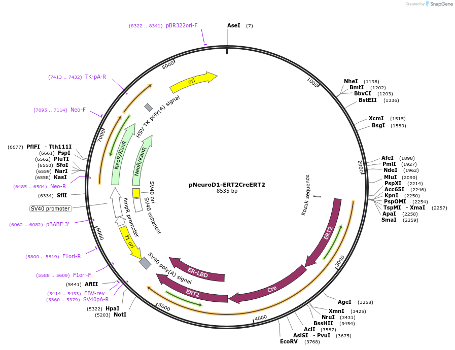 237402-plasmid-map-sequence-id-471042