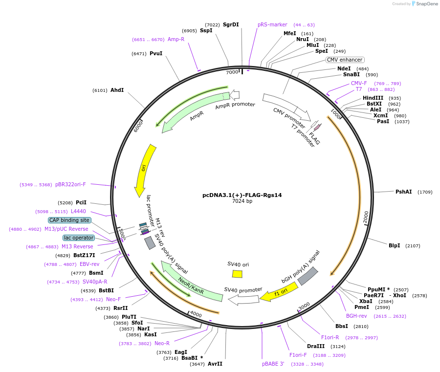 236396-plasmid-map-sequence-id-471044