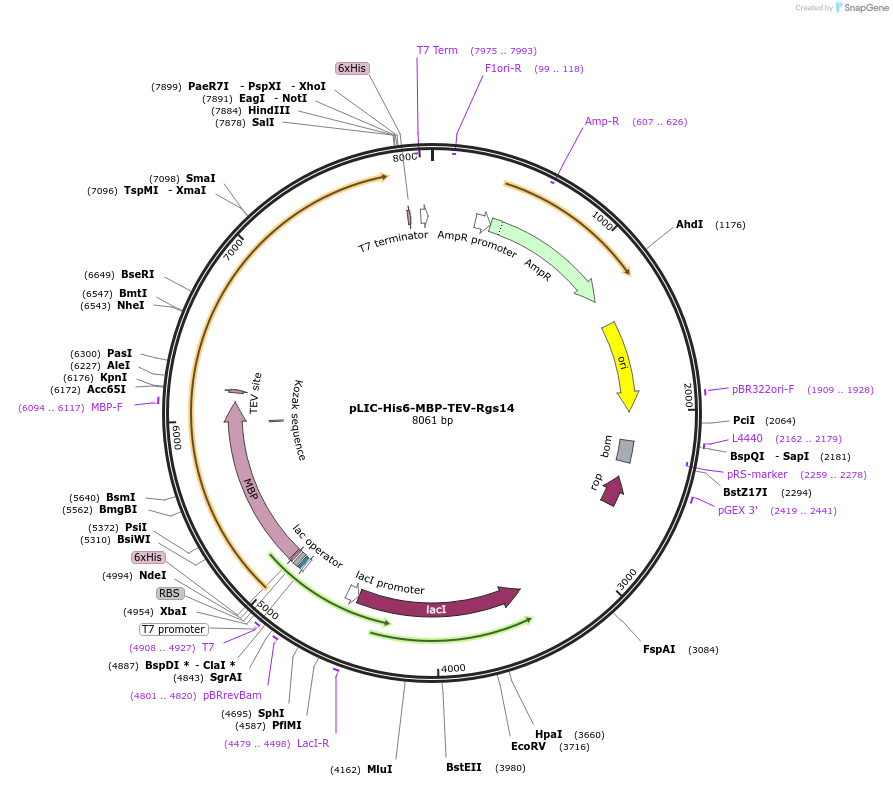 236395-plasmid-map-sequence-id-471052