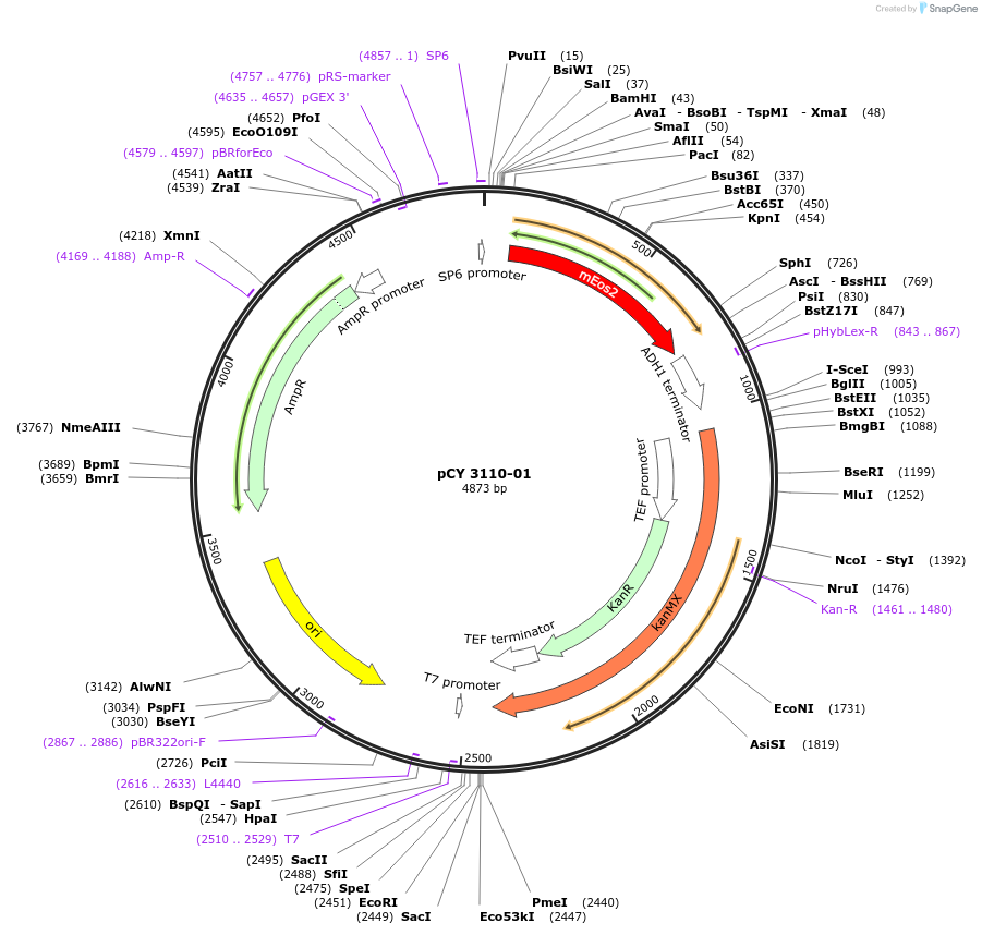 36236-plasmid-map-sequence-id-47106