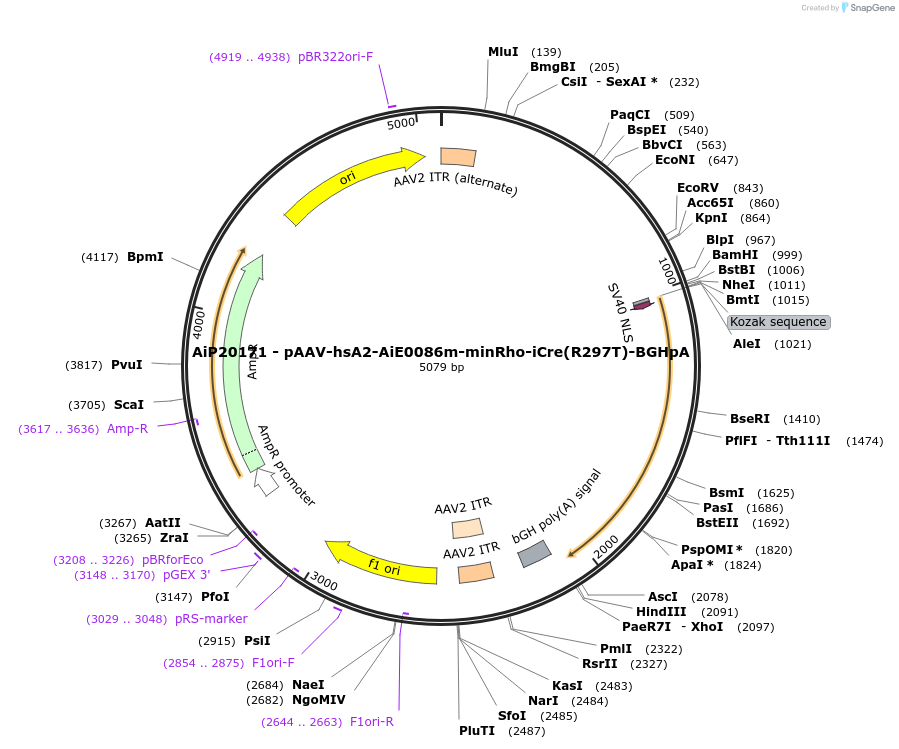 230807-plasmid-map-sequence-id-471061