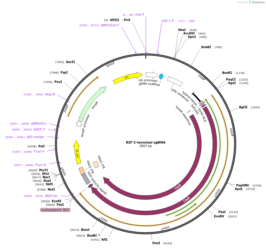 207096-plasmid-map-sequence-id-471062