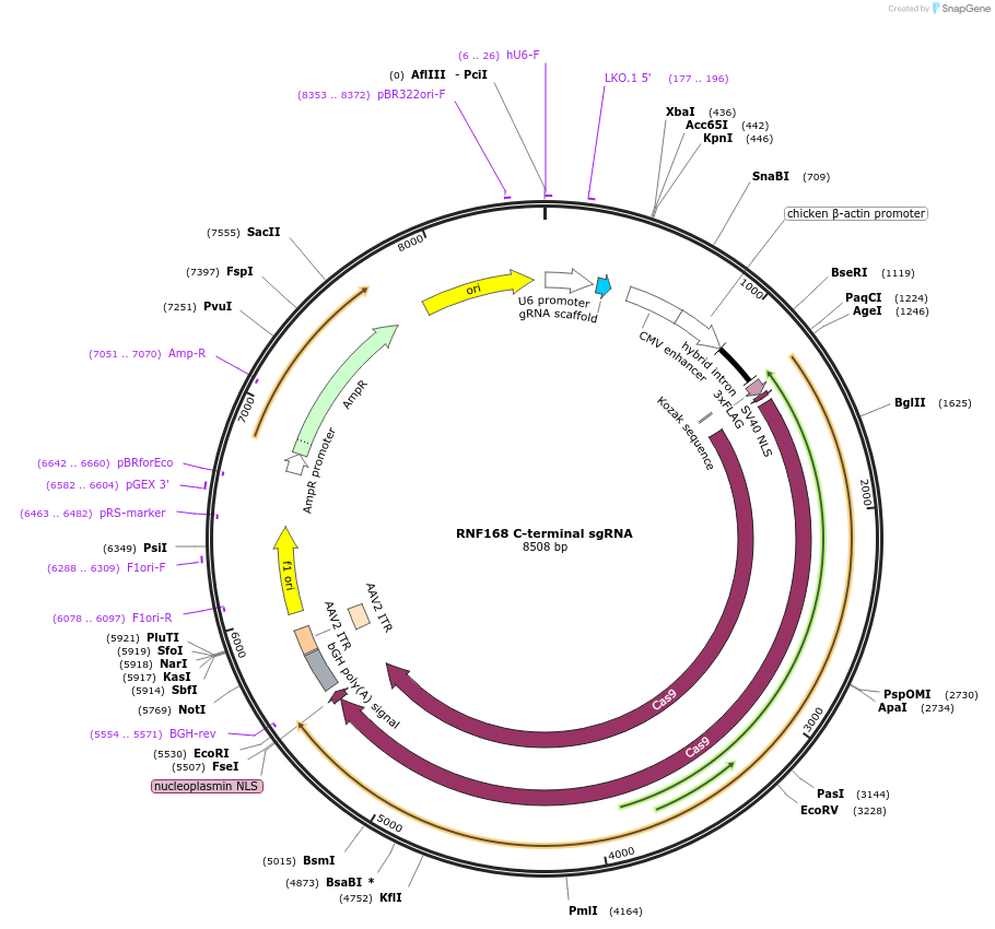 207100-plasmid-map-sequence-id-471063
