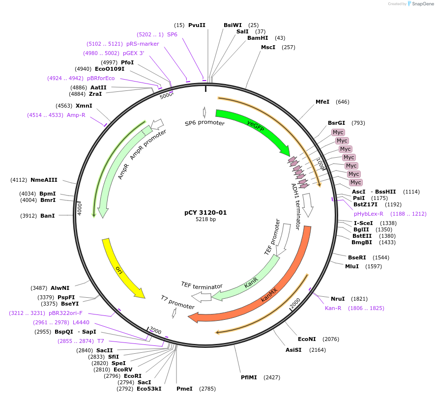 36237-plasmid-map-sequence-id-47107