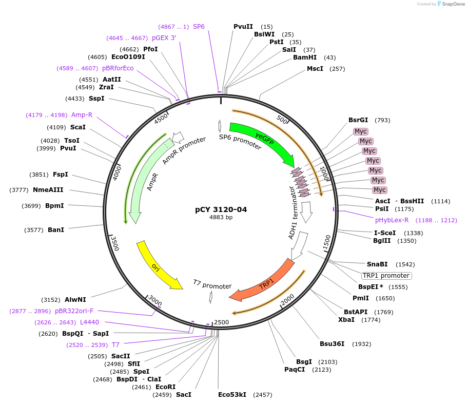 36238-plasmid-map-sequence-id-47108