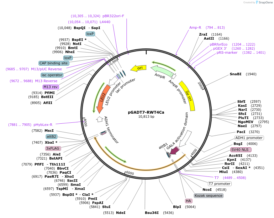 237524-plasmid-map-sequence-id-471104