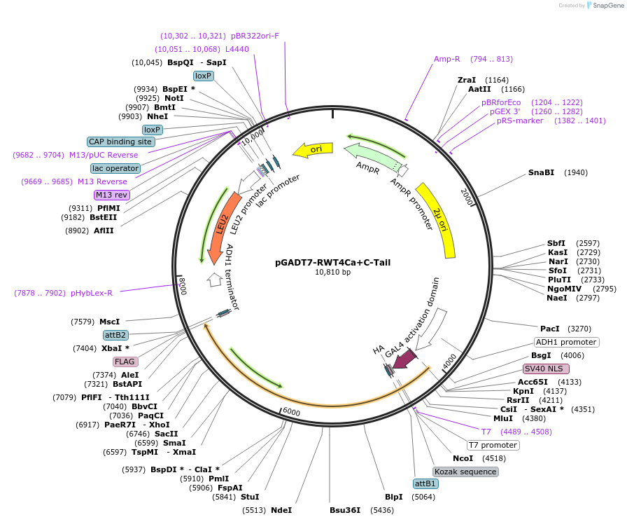 237526-plasmid-map-sequence-id-471107