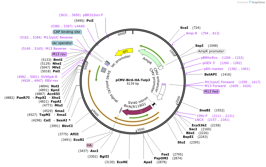 236749-plasmid-map-sequence-id-471110