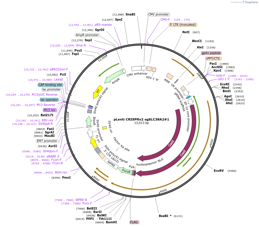 237230-plasmid-map-sequence-id-471116