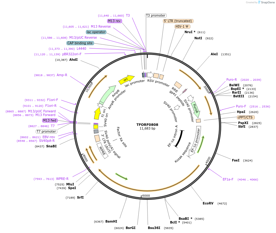 142693-plasmid-map-sequence-id-471121