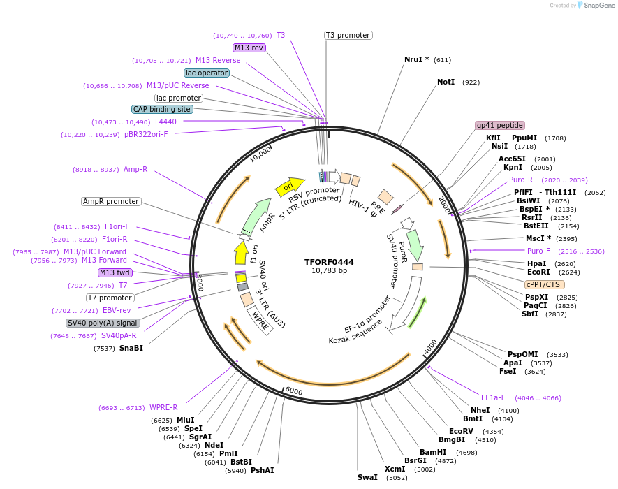 143701-plasmid-map-sequence-id-471122