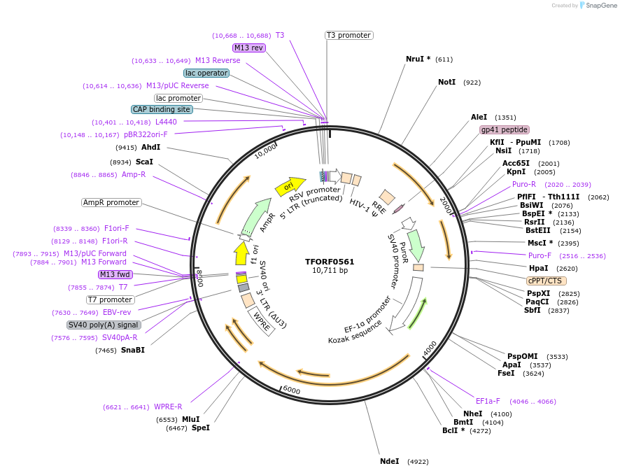 143712-plasmid-map-sequence-id-471123