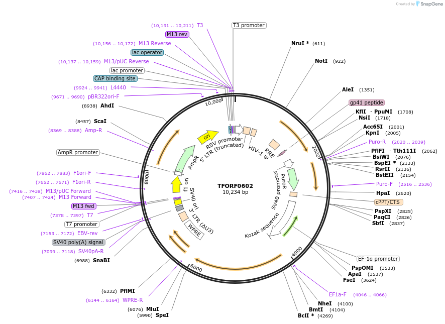 143717-plasmid-map-sequence-id-471124