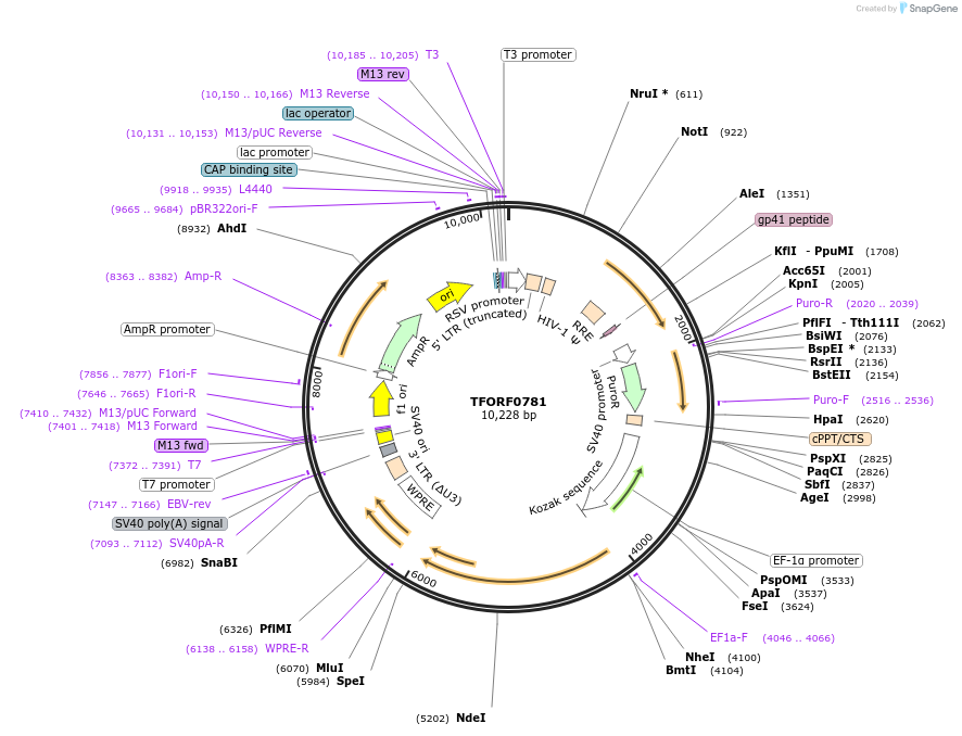 143730-plasmid-map-sequence-id-471127