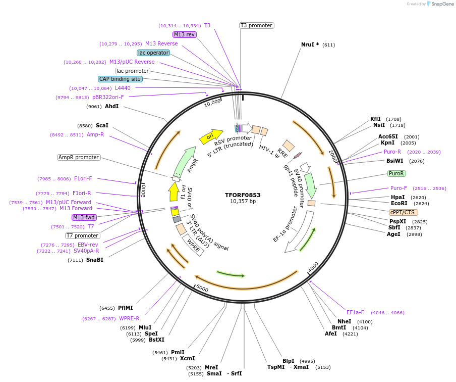 143731-plasmid-map-sequence-id-471128